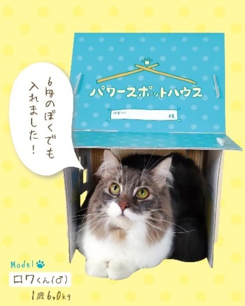 6kg級の猫でもゆったりくつろげる