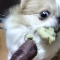 もはや捕食