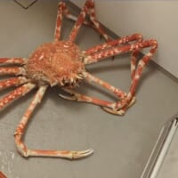 風呂場を占領する巨大なタカアシガニ！1匹丸ごと購入して食べた猛者に話を聞いてみた