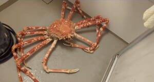 風呂場を占領する巨大なタカアシガニ！1匹丸ごと購入して食べた猛者に話を聞いてみた