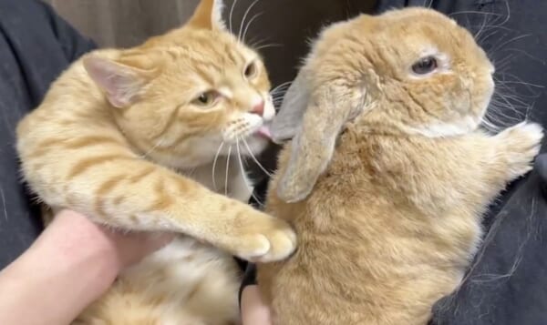 仲良しうさぎの耳をぺろぺろぺろっ！好奇心旺盛なマンチカンが可愛すぎる
