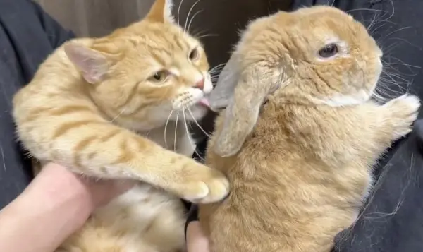 仲良しうさぎの耳をぺろぺろぺろっ！好奇心旺盛なマンチカンが可愛すぎる