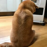 叱られてしょんぼり……哀愁漂いまくりな柴犬の背中