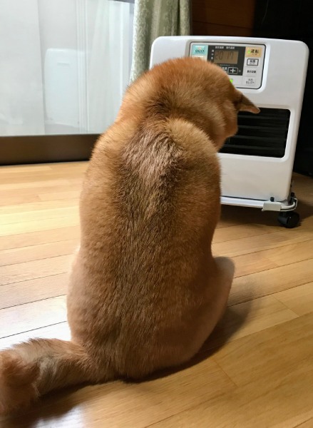 叱られてしょんぼり……哀愁漂いまくりな柴犬の背中