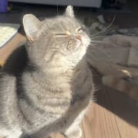 飼い主さんが「いいてんきです」と投稿した写真