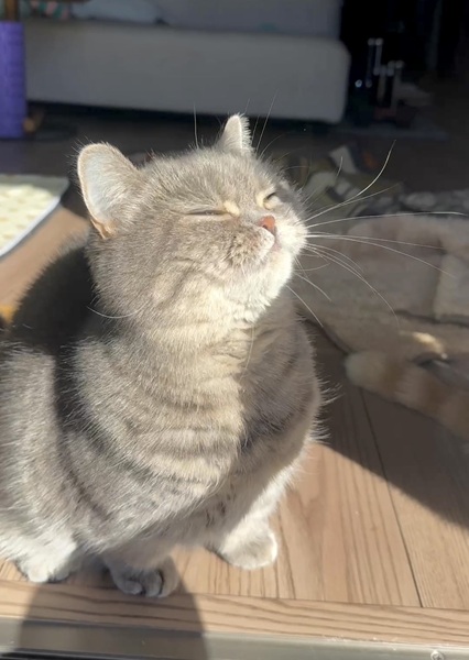 飼い主さんが「いいてんきです」と投稿した写真