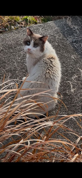 モカちゃんの彼氏猫