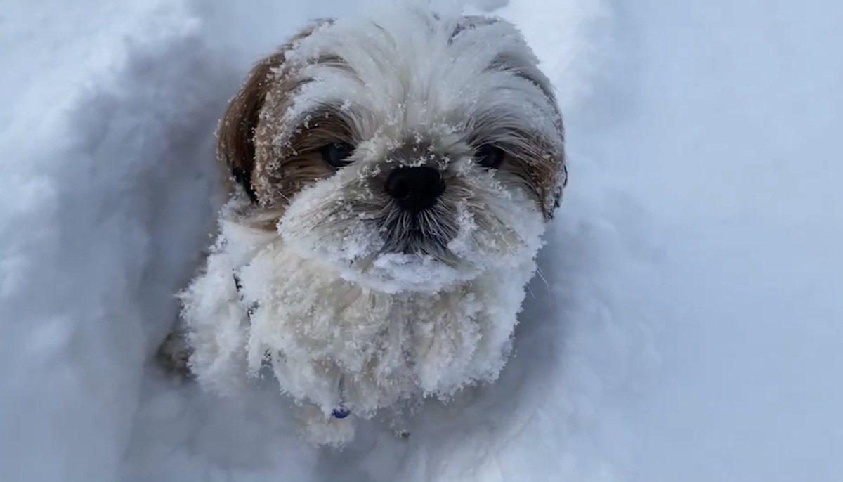 大好きな雪の中へ飛び込むも……　雪国の洗礼を受けてしまったシーズー