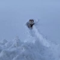 大きな声で助けを求める、ろこんくん