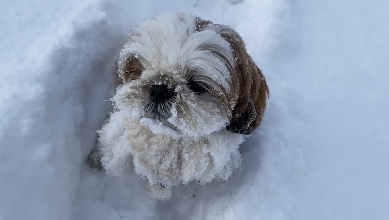 顔も体も雪まみれのろこんくん