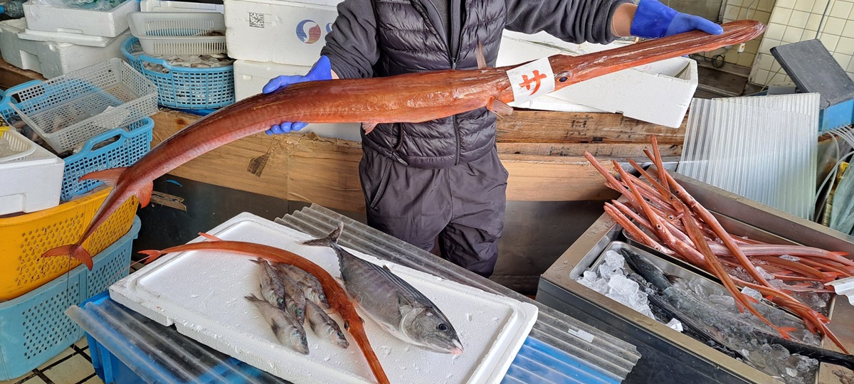 まるで槍！約5kgの特大ヤガラに魚屋さんもビックリ