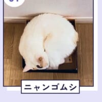 「ねこのねかた」第1位は体をダンゴムシのように丸める「ニャンゴムシ」