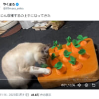 にんじんを収穫するちくわくん