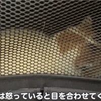 ペット用のキャリーバッグの中で怒っているあんみつちゃん