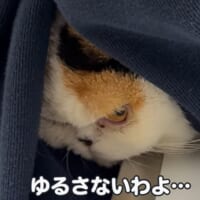 怒りながらもジッと我慢しているあんみつちゃん