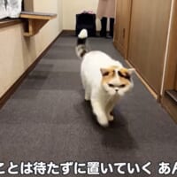 スタスタと先にリビングへ行ってしまうあんみつちゃん