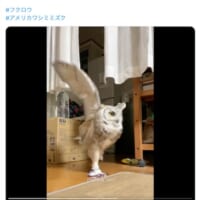 走るビッケちゃん