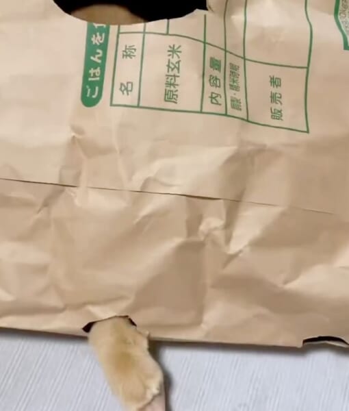 米袋に空いた穴から丸い手がにゅんっ！飼い猫との「地味な遊び」が楽しそう
