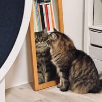 鏡に向かって鳴く猫がファンタジー小説のプロローグのよう　キミは……誰にゃ？