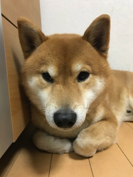 現在も時々香箱座りをするこたろうくん