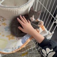 可愛い子猫の衝撃ビフォーアフター！わずか1年で抱っこもやっとな大きさに