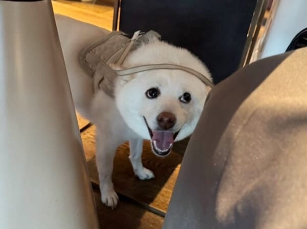 柴犬の「大喜利に使えそうな顔」が話題