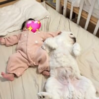 赤ちゃんとワンちゃんがヘソ天状態で寝転がっている写真