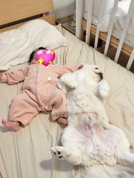 赤ちゃんとワンちゃんがヘソ天状態で寝転がっている写真