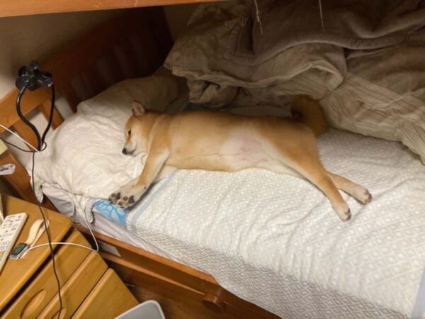 中に人間入ってる？我が物顔でベッドに横になる柴犬に爆笑