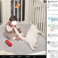ベビーサークルの中にいるIちゃんとすずくん