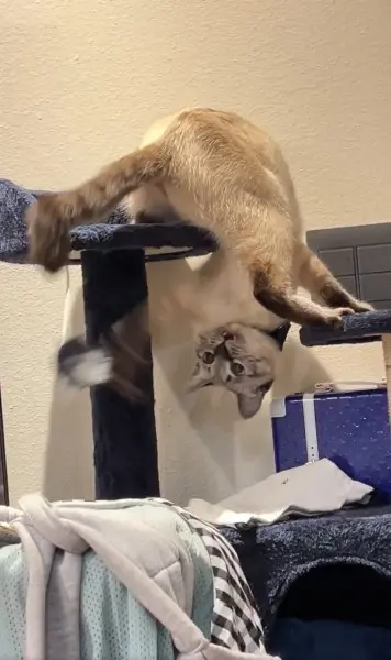 遊び方のクセがスゴい！キャットタワーのボールをなぜかさかさまで叩く猫ちゃん