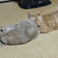 うさちゃんのふわふわお尻は至高のくつろぎ処……気持ちよさそうに眠る猫ちゃん