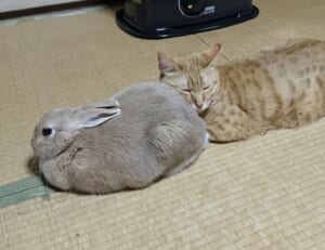 うさちゃんのふわふわお尻は至高のくつろぎ処……気持ちよさそうに眠る猫ちゃん