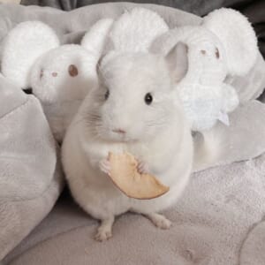 お菓子を握ってきょとん顔！あらゆる「愛され」を熟知しているチンチラ