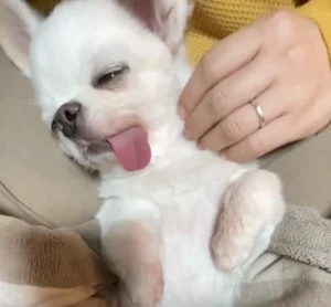 舌出し＆とろん顔で熟睡……飼い主さんの手の中でぐっすりなチワワが悶絶必至の可愛さ