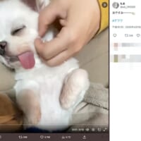 破壊力抜群の寝姿