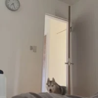 飼い主さんを見るやいなや……