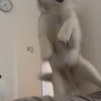飼い主さんめがけて突撃！