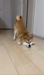 イタズラを注意された柴犬の独特すぎる反省ポーズ　かわいすぎて叱るに叱れない