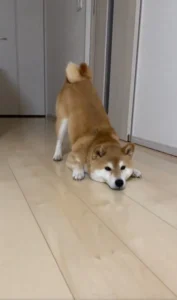 イタズラを注意された柴犬の独特すぎる反省ポーズ　かわいすぎて叱るに叱れない