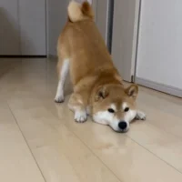 イタズラを注意された柴犬の独特すぎる反省ポーズ　かわいすぎて叱るに叱れない
