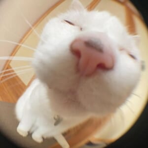 カメラに向かって大胆キス顔！白猫ぷるちゃんの超接写に赤面する人続出？