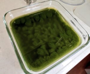 「ボウフラがわいてそう」な抹茶ゼリーが話題に　見た目が完全に夏前のプール