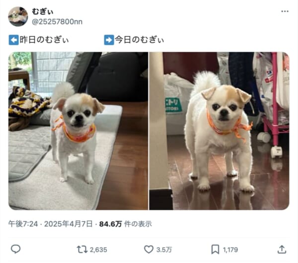 可愛いチワワが突然バルクアップ！たった1日での変わりように目を疑う