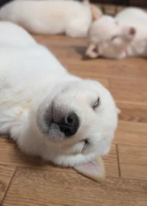 眠るワンコの寝顔に「ヒッ」強烈な白目顔に「笑いを堪えるのが大変でした」