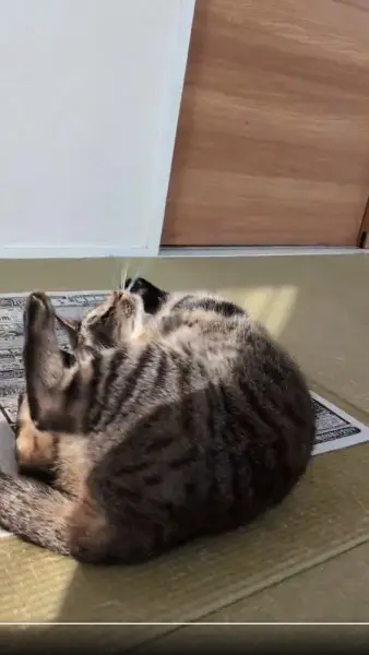 新聞に寝転がり続けてついに1000日　猫のマロンちゃんが偉業達成