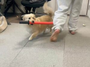 斬り捨て御免！おもちゃの刀で遊ぶワンコの立ち振る舞いが大剣豪すぎる