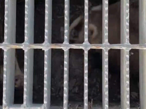 激しく取っ組み合う2匹の動物