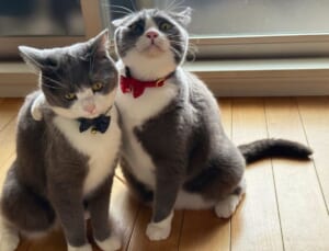 友情のゴリ押し？肩組む2匹の猫ちゃん、正反対な表情から溢れ出る不良漫画感