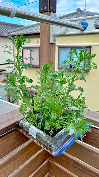 ジップロックで春菊栽培！ 目からウロコの「家庭菜園HACK」